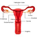 Gynecology