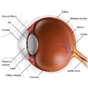 Ophthalmology
